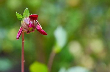 In the garden after the rain