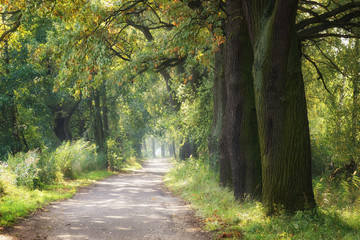 Fototapeta premium Country road and oaks