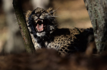 The Amur leopard (Panthera pardus orientalis)