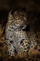 The Amur leopard (Panthera pardus orientalis)