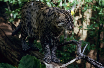 Fisching Cat