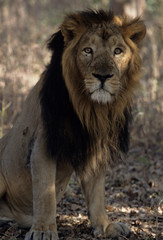 Obraz na płótnie Canvas Asiatic Lion