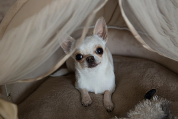 A mini chihuahua puppy is resting in his bed. The dog is smiling. Age is six months. 