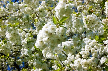 white cherry blossom
