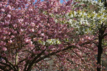 Weiße und rosane Baumblütenlandschaft im Sonnenlicht