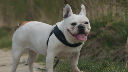 White French Bulldog