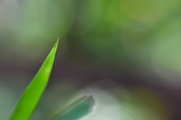 Closeup nature view of green leaf on blurred greenery background in garden with copy space for text using as background natural green plants landscape, ecology, fresh cover page concept. wallpaper