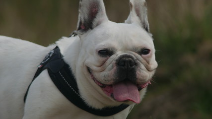 White French Bulldog