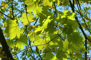 Obraz premium green leaves against the sky