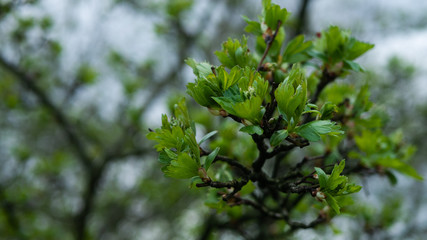 Pęki kwiatu na drzewie wiosną.
