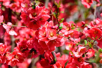 Fototapeta na wymiar Close up delicate red flowers of Chaenomeles japonica shrub, commonly known as Japanese quince or Maule's quince in a sunny spring garden, beautiful Japanese blossoms floral background, sakura 