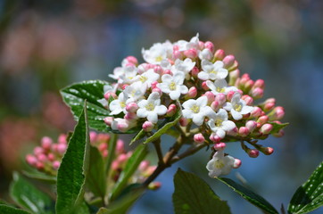 Shrub with white flowers of Viburnum opulus plant, known as guelder rose, water elder, cramp bark, snowball tree and European cranberry bush, in a sunny spring garden, beautiful floral background
