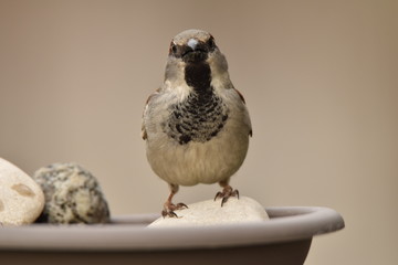 Moineau à l'abreuvoir, profitant de l'eau