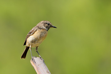 Fototapeta premium tarabilla hembra posada sobre una rama y fondo verde (saxicola rubicola) Marbella Andalucía España 