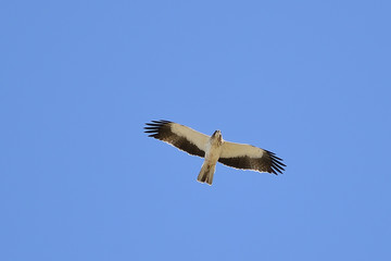 aguila calzada macho volando sobre el cielo azul  (hieraaetus pennatus)  Marbella Andalucía España 