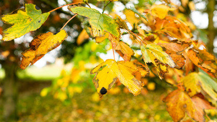 autumn leaves on the tree
