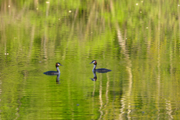 Deux Grèbes huppés en face à face sur l'eau