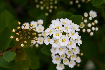 Very small white flowers. Macro photo. White balls of flowers. Blooming grass in the spring. Green stems of plants close-up. Beauty is in the details. White balls of flowers. 