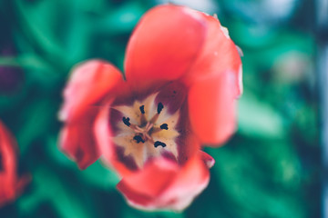 red and yellow tulip