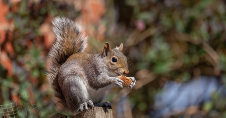 squirrel eating 
