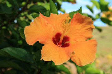 Closeup a beautiful orange Hibiscus with blurry green foliage in background