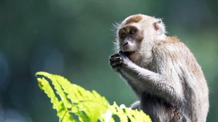 Monos africanos en las ramas de arboles