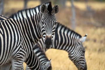 Fototapeta na wymiar Cabeza de cebra mirando fijamente durante un safari por Africa