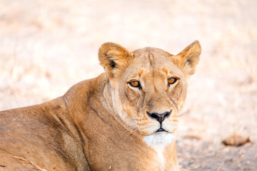 Leones y leonas en un safari por Africa, melena del rey de la selva