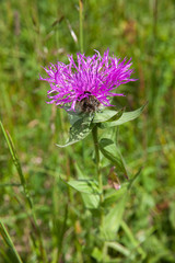 A violet flower of cornflower on blooming meadow