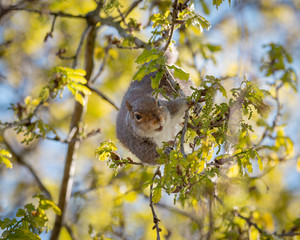 squirrel on a tree