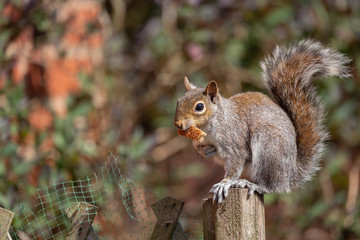 squirrel eating