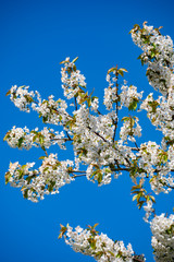 White cherry tree blossom in spring, blue sky background