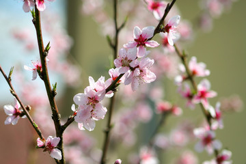 Natural background with peach flower. Peach blossom in spring time in garden. Peach branch with pink flowers.