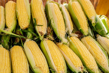 fresh corn cob between green leaves at the market