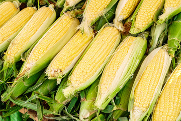 fresh corn cob between green leaves at the market