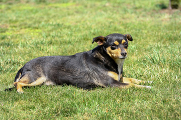 dog, lie, grass, green, animal, park, canine, green grass, background, activity, outdoor, puppy, summer, garden, tired, mammal, lawn, nature, pet, adorable