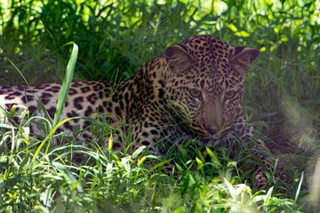 Leopard resting on the shadow of a tree.