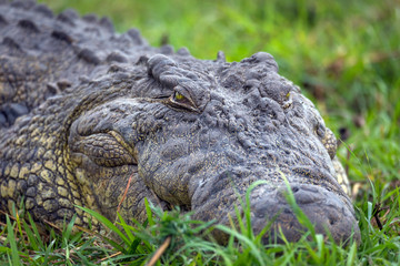 Cabezas de caimanes en la selva africana