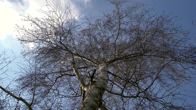leafless birch tree