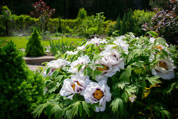  White tree peony in garden