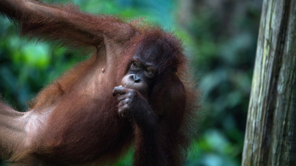 Orangutanes peludos de Africa