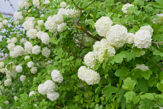 fleurs Obiers