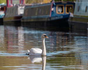 swan on the canal