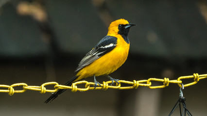 A hooded oriole perched on a yellow chain. 