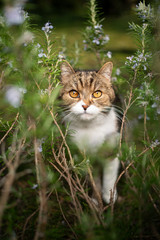 Naklejka na ściany i meble tabby white british shorthair cat hiding in rosemary bush looking up at camera