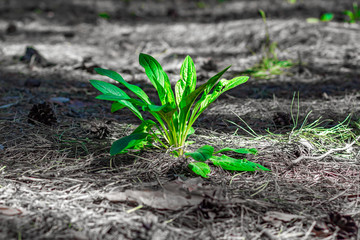 Monstera green leaves or Monstera Deliciosa in dark tones, background or green leafy tropical pine forest patterns for creative design elements. Philodendron monstera textures