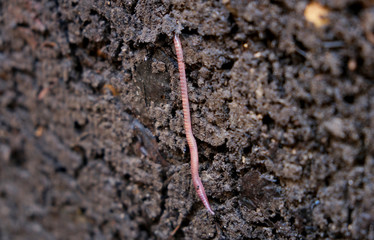 Red earthworm on organic soil, humus, compost. Vermicomposting, vermiculture, homemade worm composting. Kitchen and garden waste leftovers to nutrient-rich fertilizer. Close up.