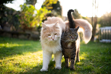 two different cats standing side by side outdoors in the garden