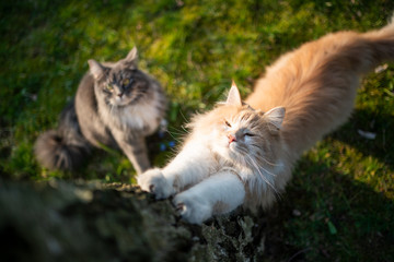 Naklejka na ściany i meble two maine coon cats standing next to tree. one cat is stretching
