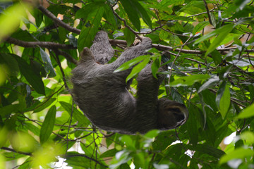 Naklejka premium Bradipo che si arrampica in costa rica